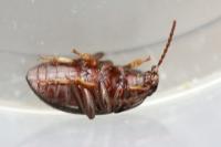 Nalassus laevioctostriatus