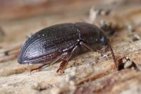 Nalassus laevioctostriatus