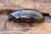 Nalassus laevioctostriatus