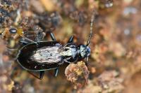 Loricera pilicornis