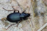 Platyderus depressus