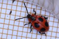 Endomychus coccineus