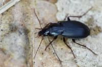 Platyderus depressus