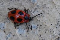 Endomychus coccineus