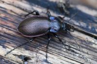 Carabus nemoralis