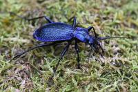 Carabus intricatus