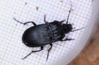 Abax ovalis