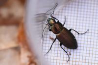 Poecilus cupreus
