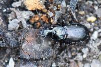 Pterostichus oblongopunctatus