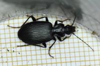 Platynus assimilis