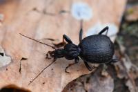 Cychrus attenuatus