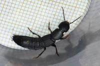 Ocypus aethiops