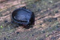Phosphuga atrata