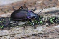 Carabus nemoralis