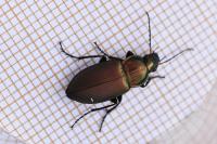Poecilus cupreus