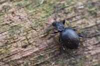 Cychrus attenuatus