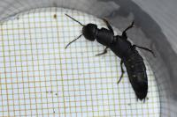 Ocypus aethiops