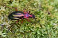 Carabus auronitens
