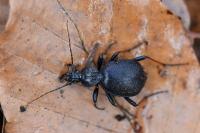Cychrus attenuatus