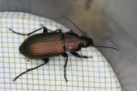 Poecilus cupreus