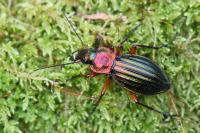 Carabus auronitens
