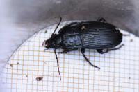Abax ovalis