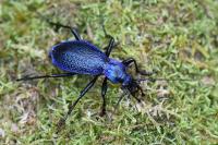 Carabus intricatus
