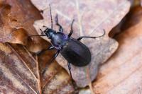 Carabus nemoralis