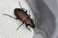 Poecilus cupreus