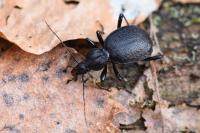 Cychrus attenuatus