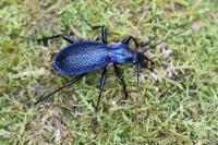 Carabus intricatus