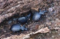 Cychrus attenuatus