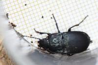 Abax ovalis