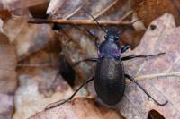 Carabus nemoralis