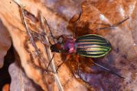 Carabus auronitens