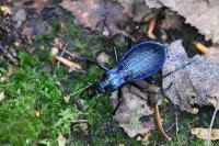 Carabus intricatus