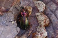Carabus auronitens