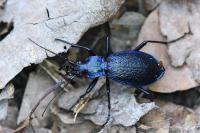 Carabus intricatus