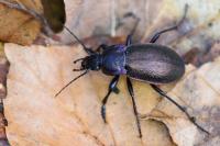Carabus nemoralis