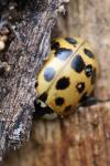 Harmonia axyridis