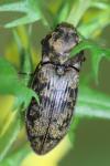 Agrypnus murinus
