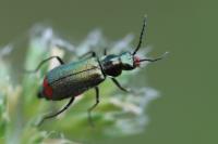 Malachius bipustulatus