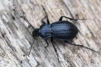Carabus arvensis