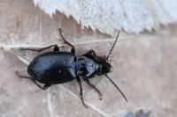 Pterostichus oblongopunctatus