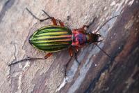 Carabus auronitens