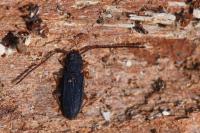 Uleiota planatus