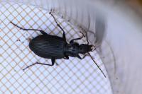 Platynus assimilis