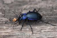 Carabus problematicus