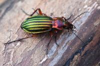 Carabus auronitens