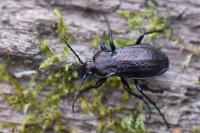 Carabus arvensis